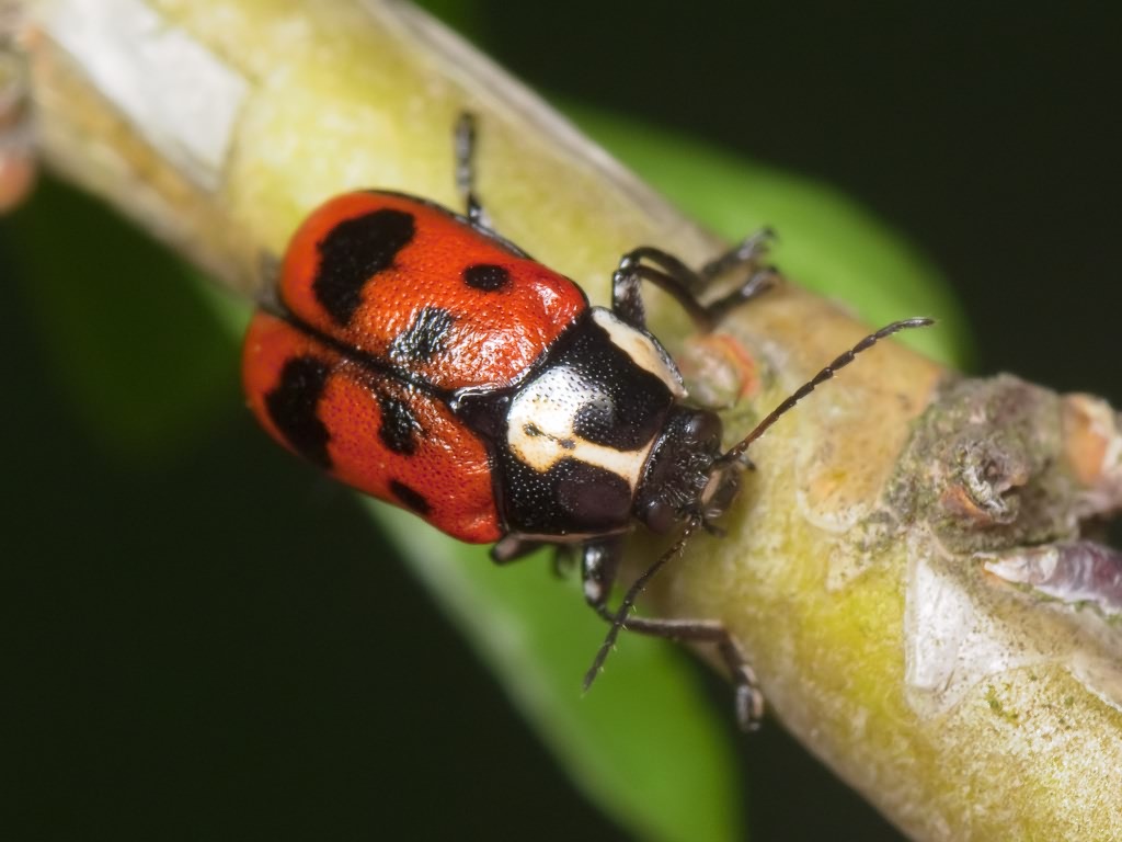 Cryptocephalus (Cryptocephalus) octopunctatus Scopoli, 1763